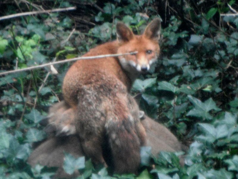 vixen and cubs