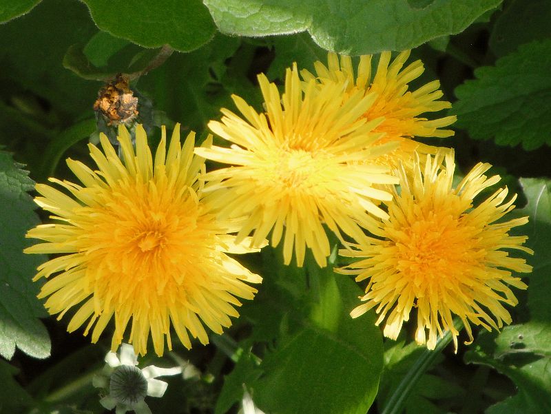 dandelion flowers