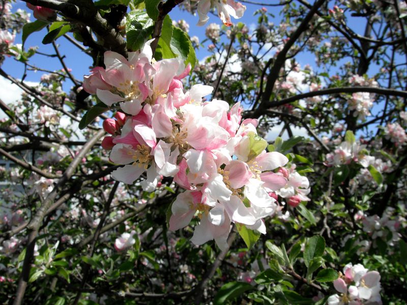 apple blossom