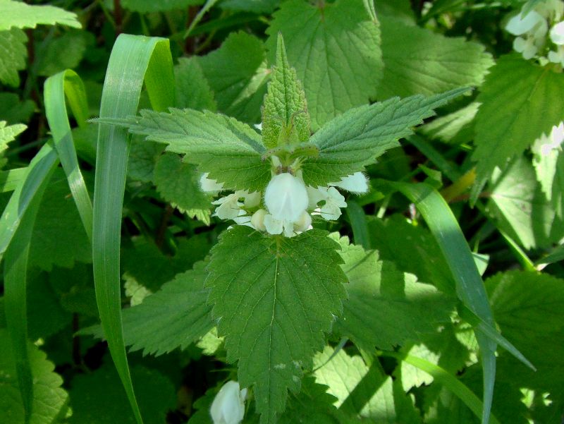 stinging nettles