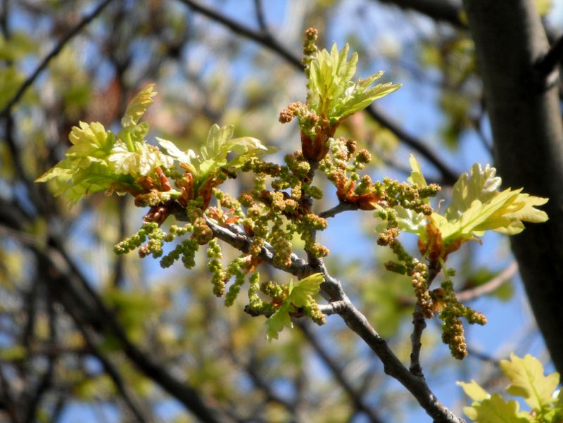 new growth on an oak tree