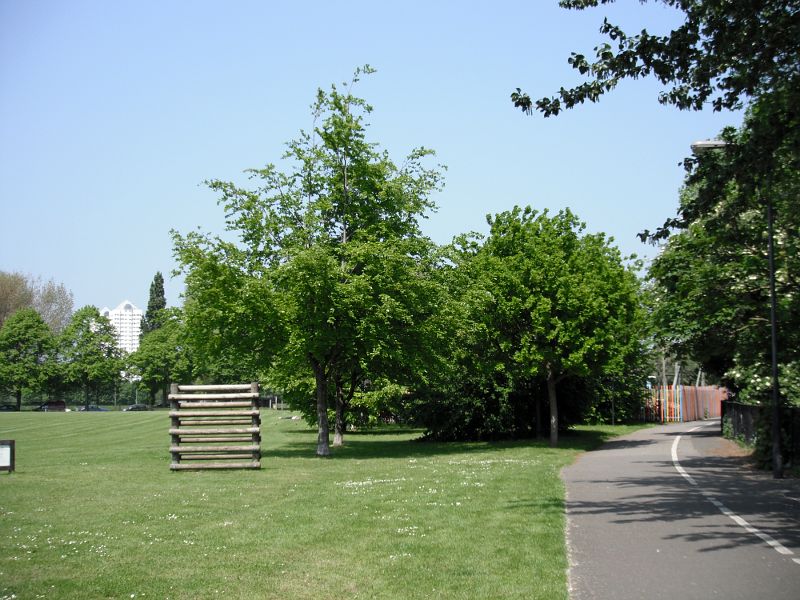 small oak tree with blue sky behind