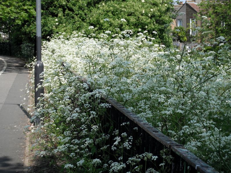 cow parsley running wild