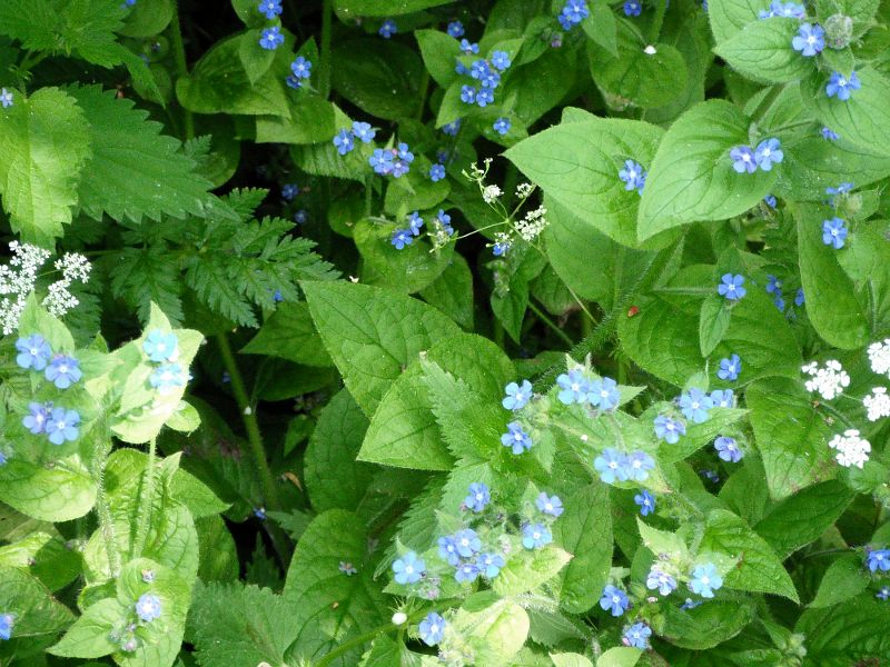 blue flowers