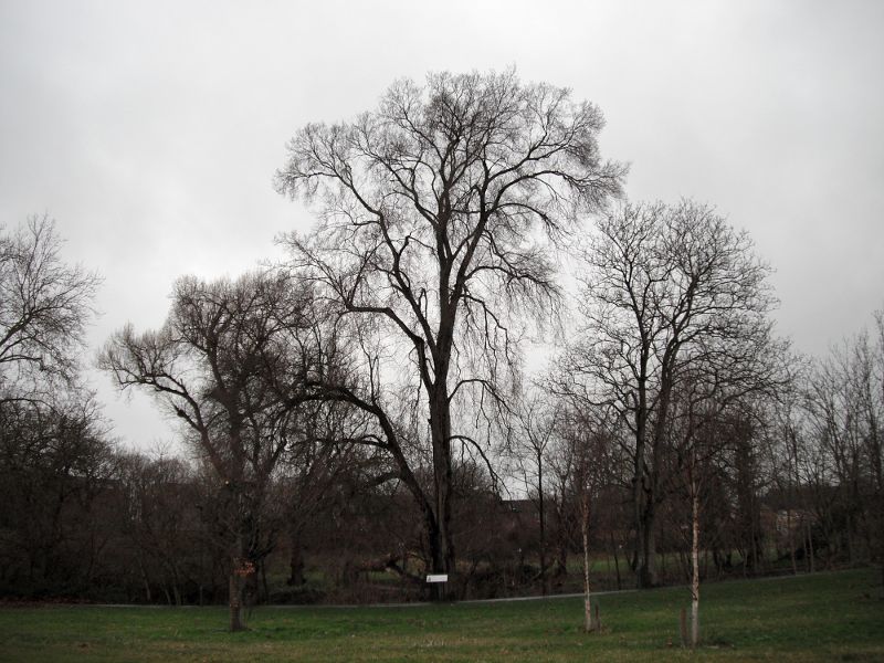 The Great Lewisham Dutch Elm in all it's glory