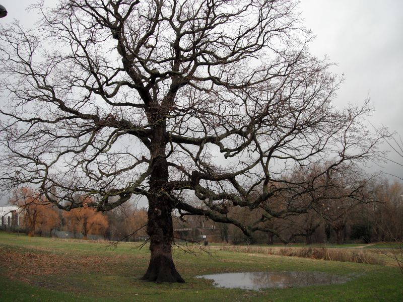 huge puddle under a tree