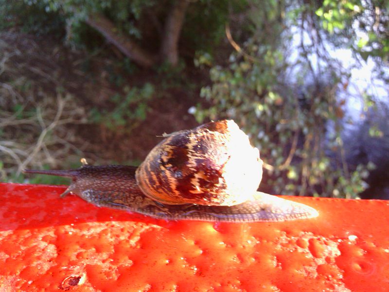 snail in St Georges park, Earlsfield, London, UK