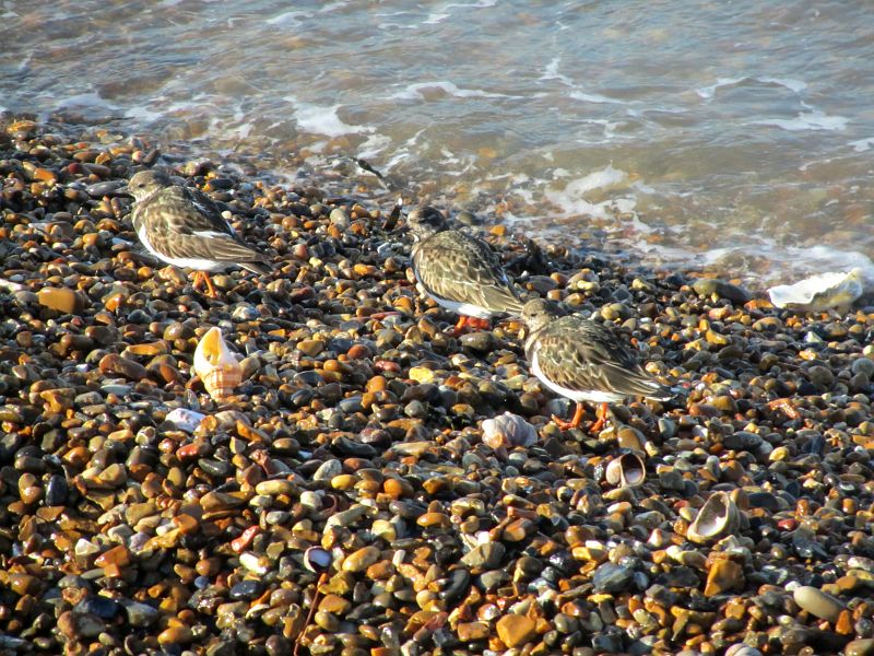 Turnstones at the waters edge