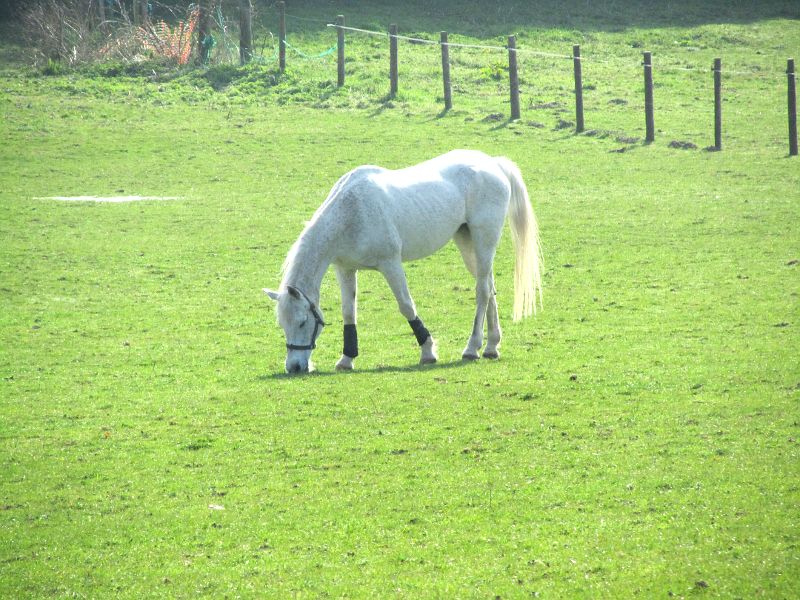 a white horse