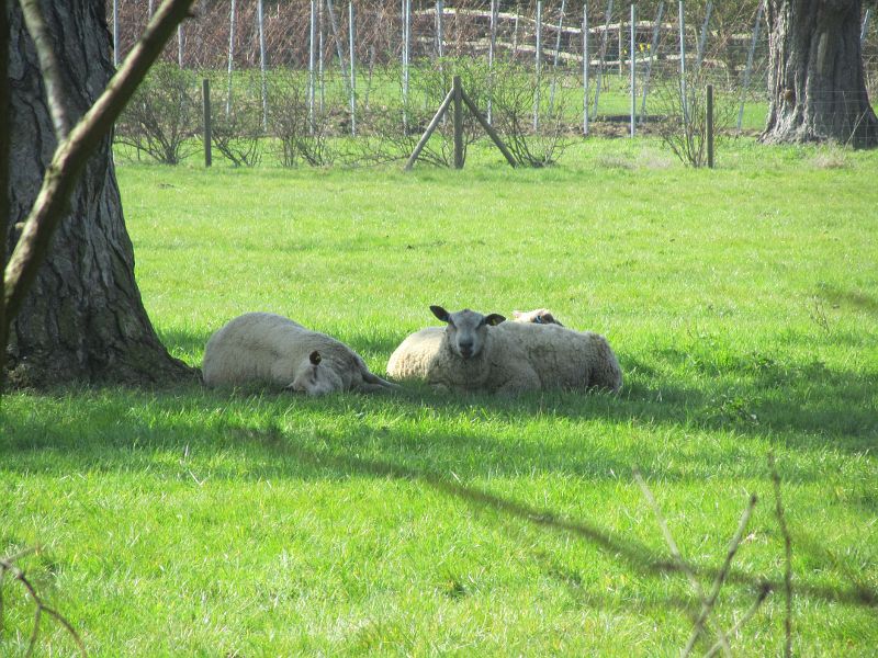 sheep under a tree