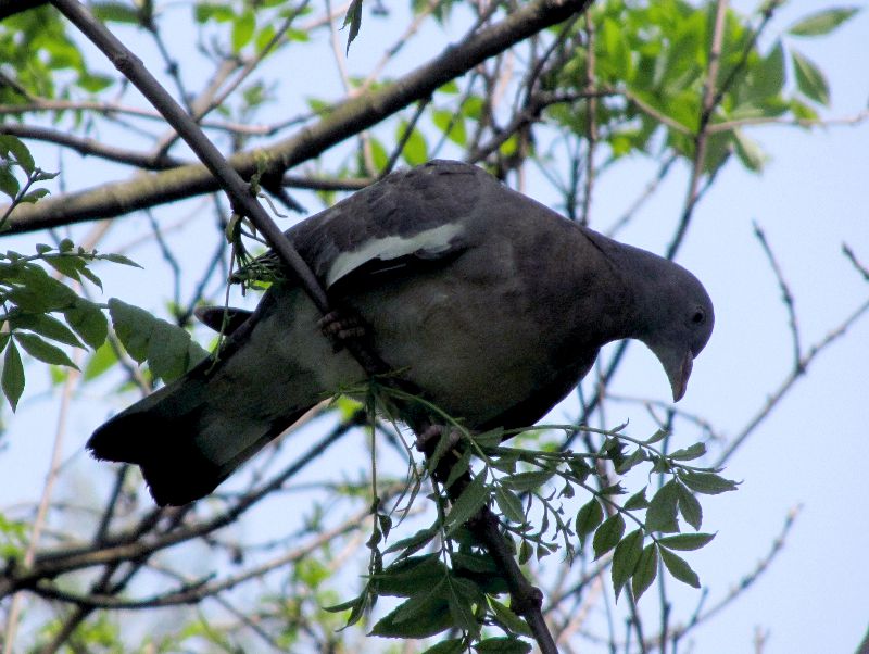 pigeon in a tree