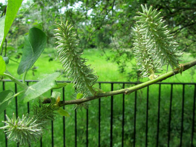 unknown tree and its fruit