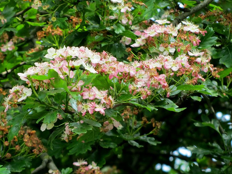 hawthorn flowers