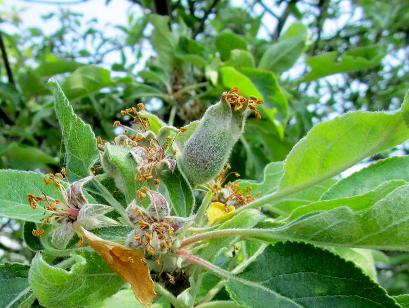 the start of an apple