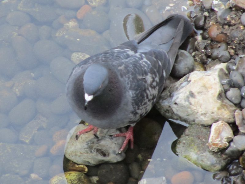 pigeon from above