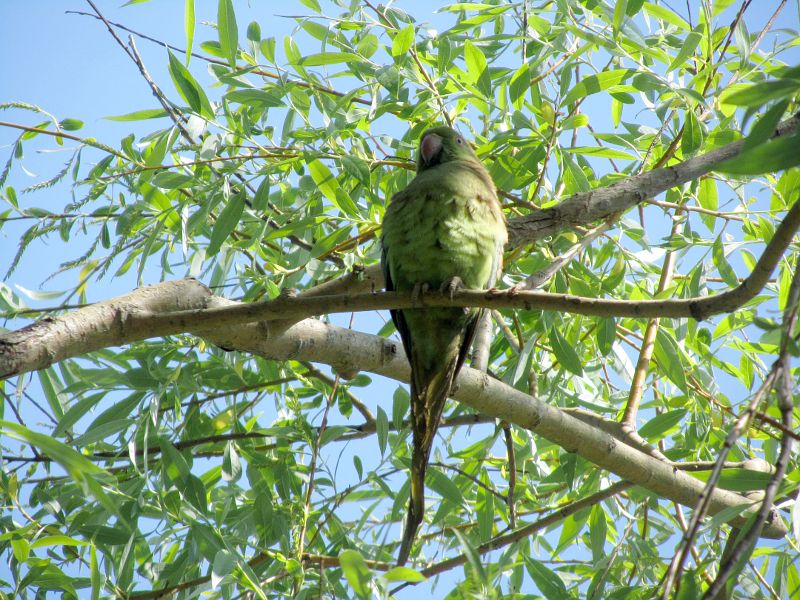 parrot up a tree