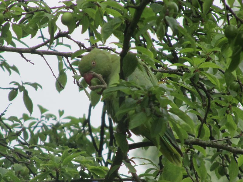 parrot or parakeet