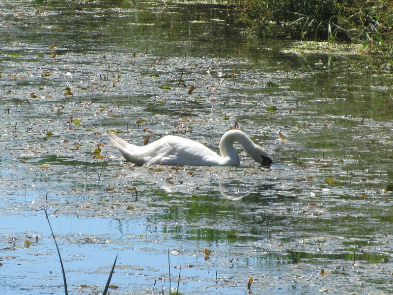 a swan on one of the rivers near Winchelsea