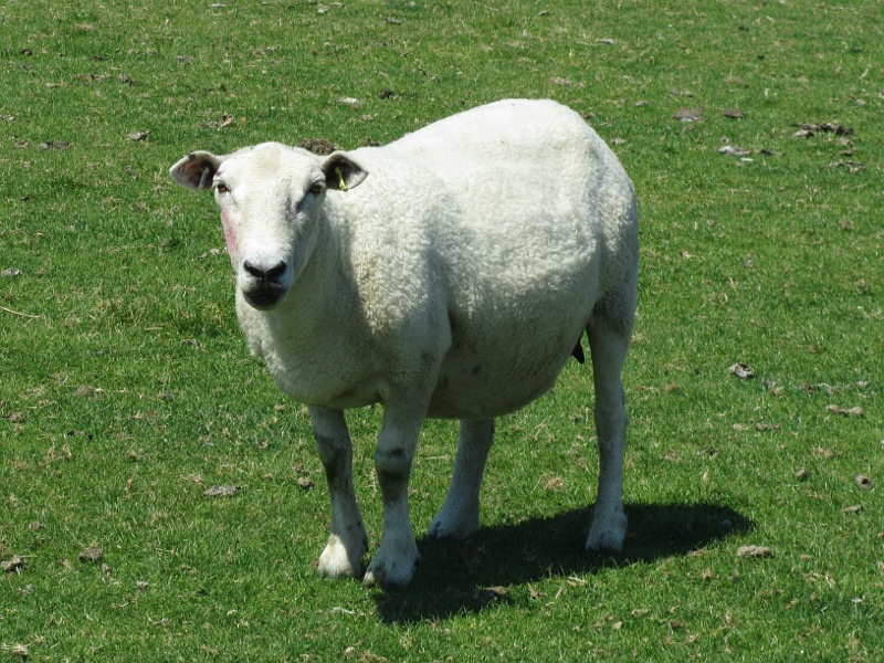 a sheep says hello
