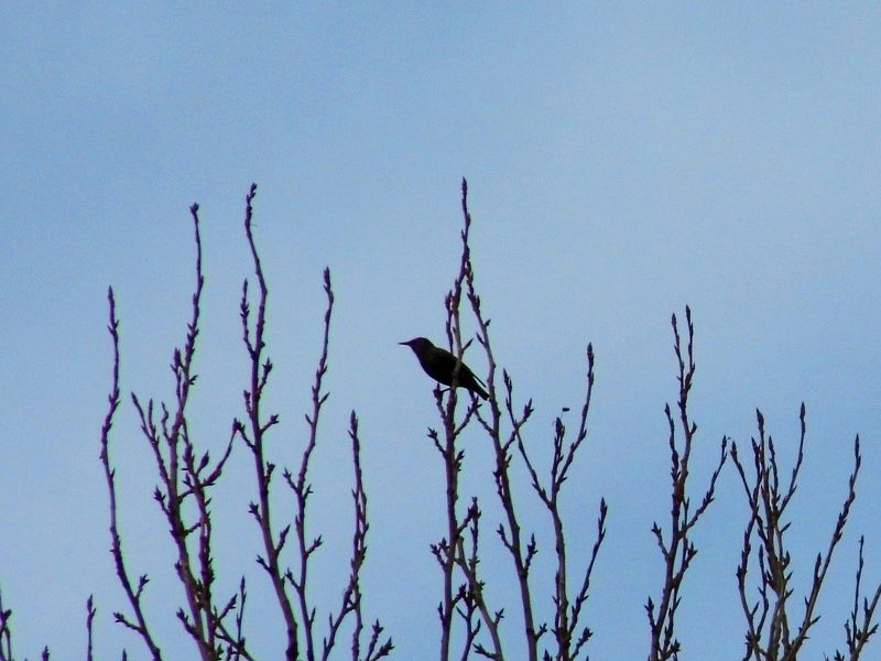 birds in the treetops