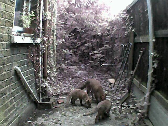 Vixen and her two cubs