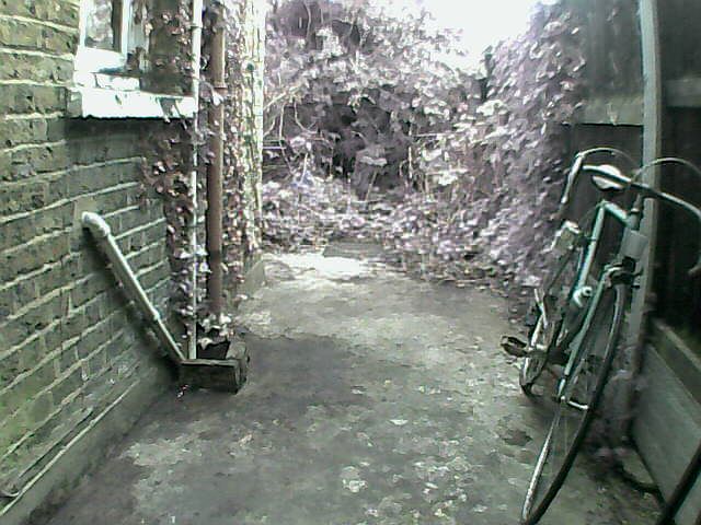 bike rescued from overgrown back garden