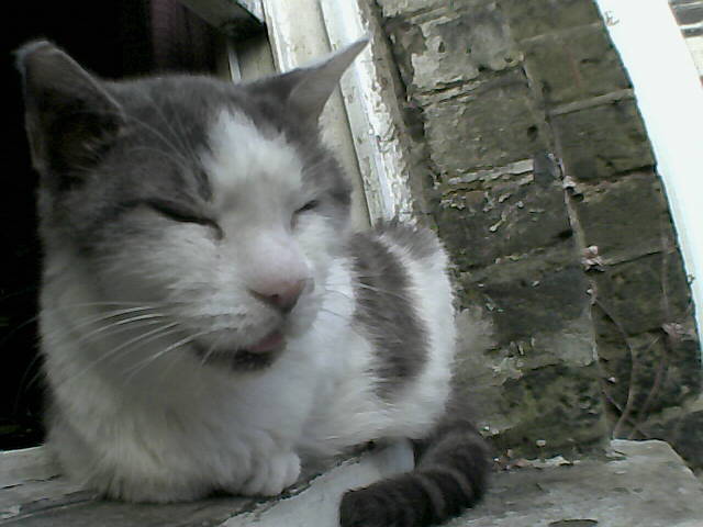 Smudge guarding my washing