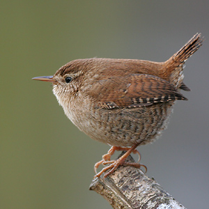 wren