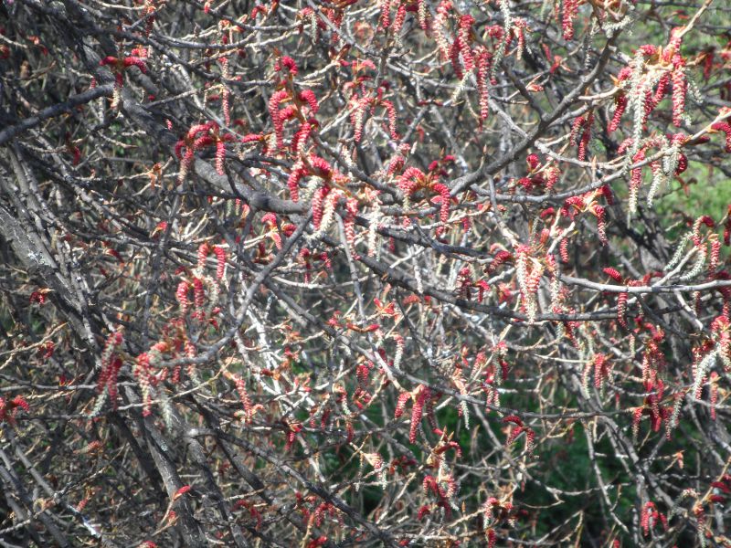 catkins