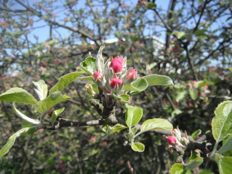 apple blossom