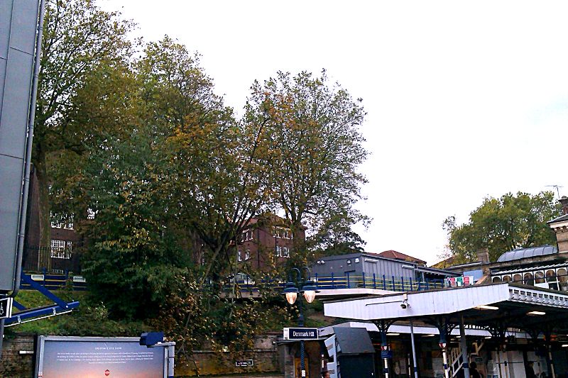 broken tree at Denmark Hill station