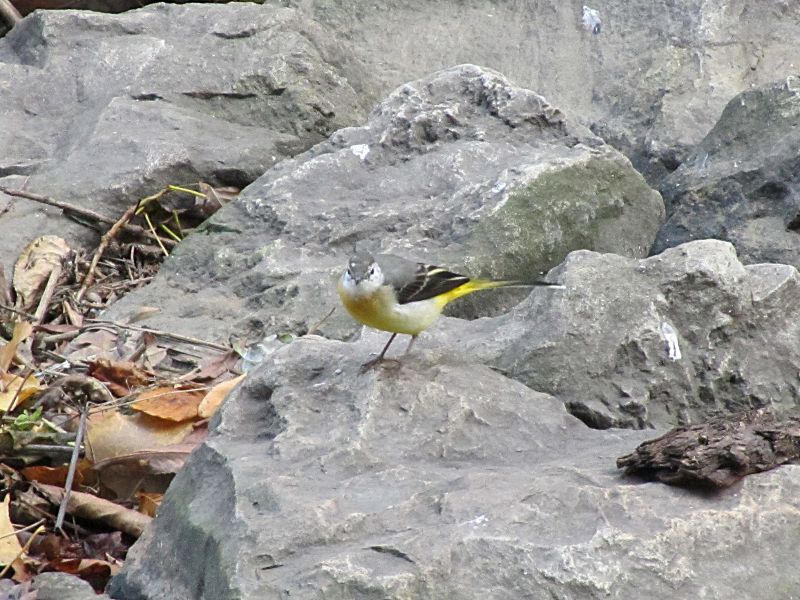 yellow wagtail