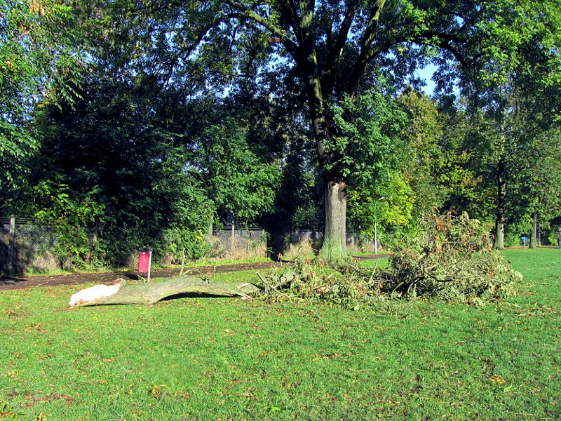 storm damage