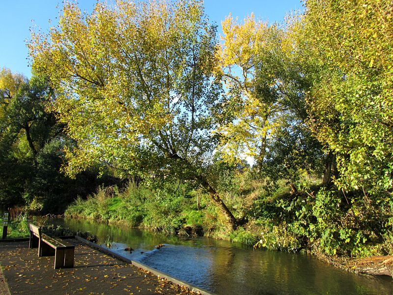 tree over the river