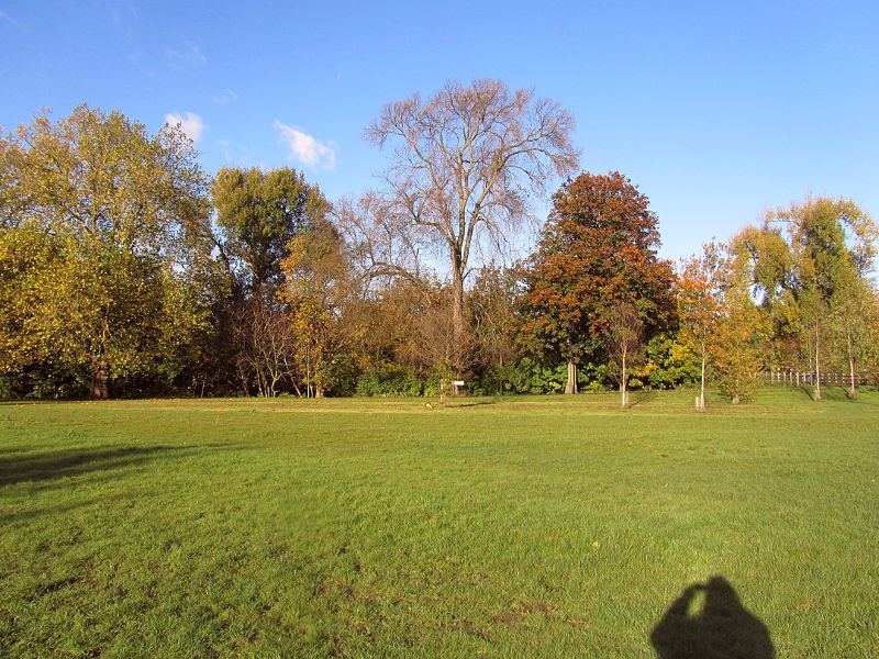 more autumn colours in Ladywell Fields