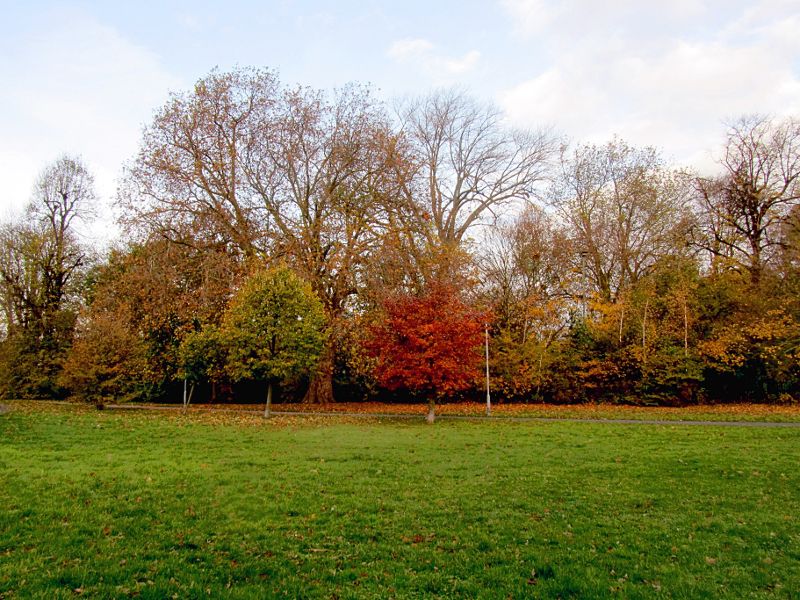 trees in autumn colours