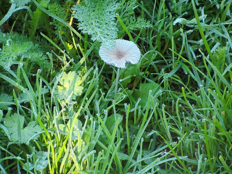 fungus and dew