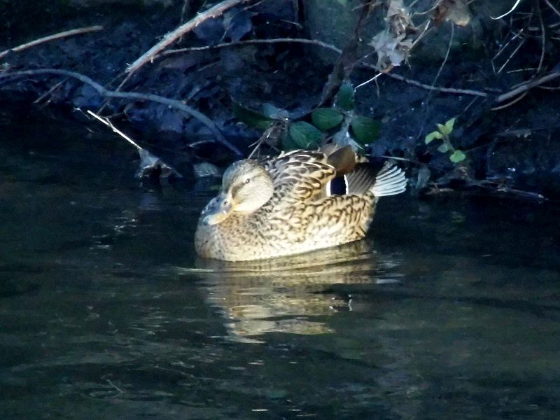 A duck cooling it's bum in icy water