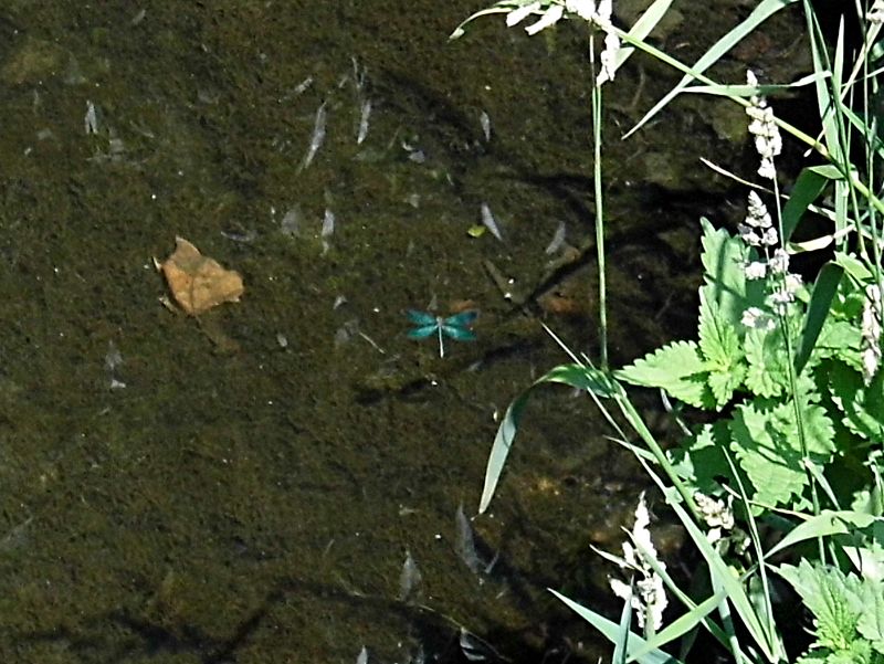 blue damsel flying hovering over the river