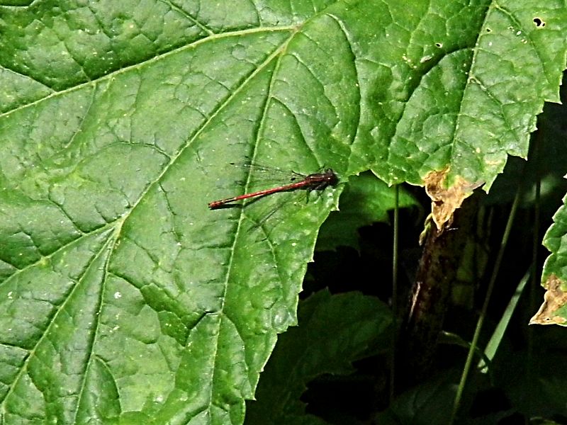 I think this may be a mayfly