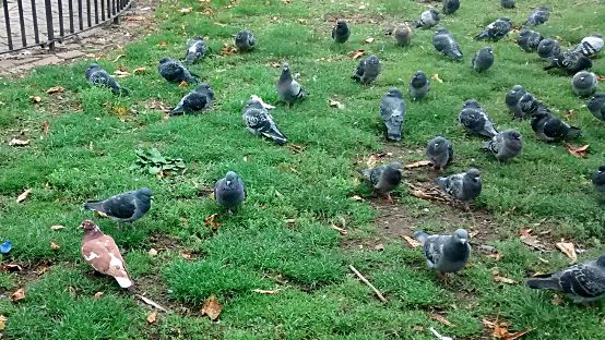 solitary brown pigeon