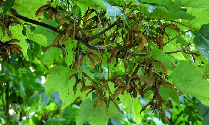 sycamore seeds