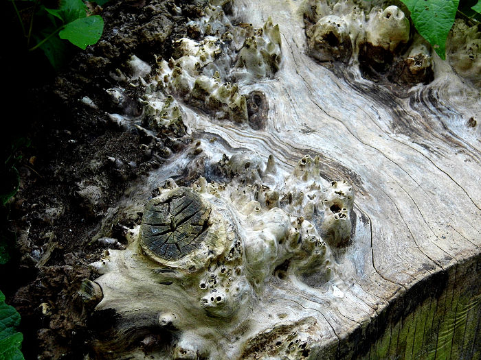 strange spiky tree stump