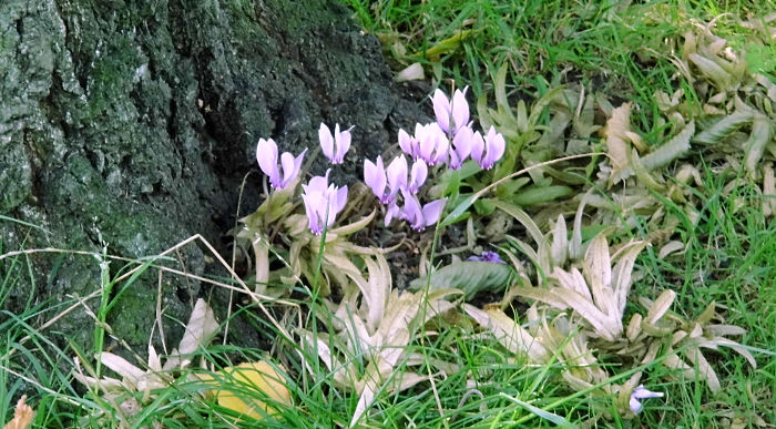 These can't be crocuses at this time of year