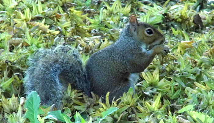 grey squirrel