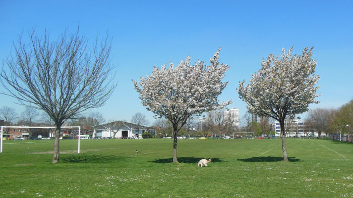 three trees