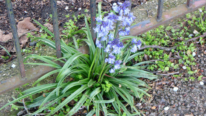 bluebells growing by
                          the railings