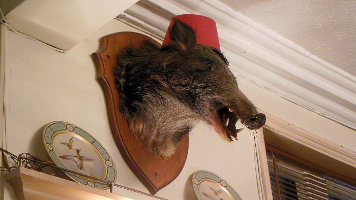 boars head with terrifying
                  teeth !