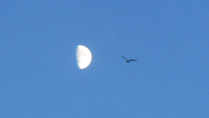 half a moon and a
                          bird in the post sunset sky