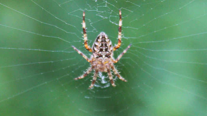 spiky legged spider